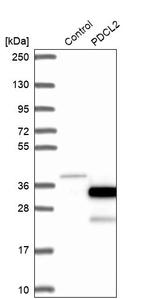 PDCL2 Antibody in Western Blot (WB)