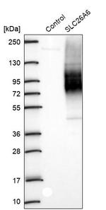 SLC26A6 Antibody in Western Blot (WB)