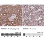 MRPS9 Antibody