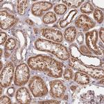 WDFY3 Antibody in Immunohistochemistry (IHC)