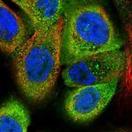 EFHD2 Antibody in Immunocytochemistry (ICC/IF)