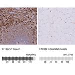 EFHD2 Antibody