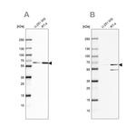 SF3A2 Antibody in Western Blot (WB)