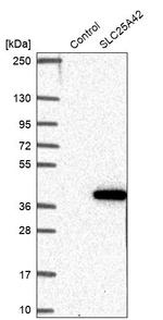 SLC25A42 Antibody in Western Blot (WB)