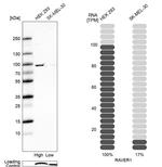 RAVER1 Antibody