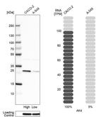 Adenylate Kinase 4 Antibody in Western Blot (WB)