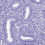 C16orf71 Antibody in Immunohistochemistry (IHC)