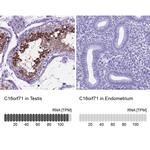 C16orf71 Antibody