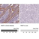 C19orf21 Antibody