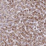 HAO1 Antibody in Immunohistochemistry (IHC)