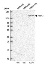 RRN3 Antibody