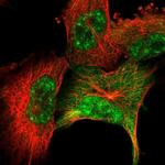 SRSF2 Antibody in Immunocytochemistry (ICC/IF)