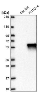 KCTD16 Antibody in Western Blot (WB)