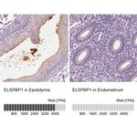 ELSPBP1 Antibody in Immunohistochemistry (IHC)