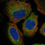 ZW10 Antibody in Immunocytochemistry (ICC/IF)