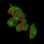 PRODH2 Antibody in Immunocytochemistry (ICC/IF)