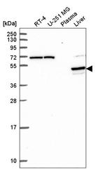 PRODH2 Antibody in Western Blot (WB)