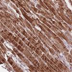 FNDC5 Antibody in Immunohistochemistry (IHC)