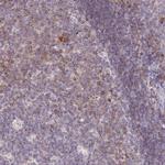 Ly-108 Antibody in Immunohistochemistry (IHC)