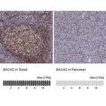 BACH2 Antibody