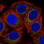 DHFRL1 Antibody in Immunocytochemistry (ICC/IF)