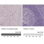 TCEAL7 Antibody