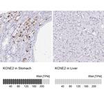 KCNE2 Antibody in Immunohistochemistry (IHC)