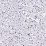 KCNE2 Antibody in Immunohistochemistry (IHC)