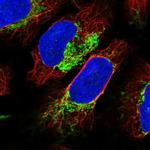 NDUFB4 Antibody in Immunocytochemistry (ICC/IF)