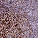 TMEM119 Antibody in Immunohistochemistry (IHC)