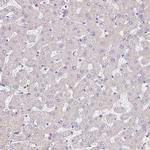 TMEM119 Antibody in Immunohistochemistry (IHC)