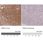 Protein Z Antibody in Immunohistochemistry (IHC)