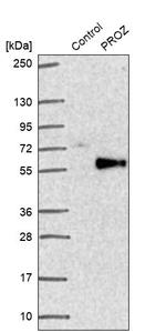 Protein Z Antibody in Western Blot (WB)