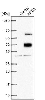 ASIC2 Antibody in Western Blot (WB)