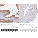 TRAF4 Antibody in Immunohistochemistry (IHC)