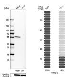 TRAF4 Antibody