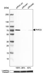 PHF23 Antibody in Western Blot (WB)