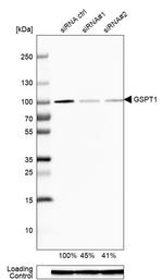 GSPT1 Antibody in Western Blot (WB)