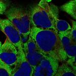 RPL38 Antibody in Immunocytochemistry (ICC/IF)