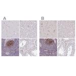 TMEM119 Antibody in Immunohistochemistry (IHC)