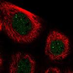 PALM3 Antibody in Immunocytochemistry (ICC/IF)