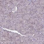 GLDC Antibody in Immunohistochemistry (IHC)