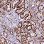 GLDC Antibody in Immunohistochemistry (IHC)