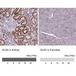 GLDC Antibody