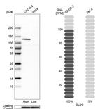 GLDC Antibody in Western Blot (WB)