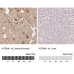 ATP8A1 Antibody