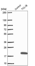 TCL1B Antibody in Western Blot (WB)