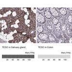 TESC Antibody