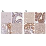 WDR54 Antibody in Immunohistochemistry (IHC)