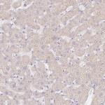 WDR54 Antibody in Immunohistochemistry (IHC)